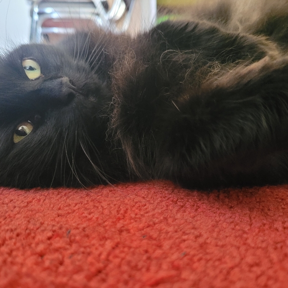 Meet your Posher, Amy - Picture 2 of 10